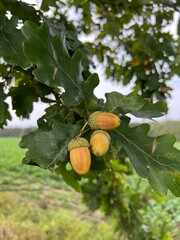 acorns on an oak branch on an autumn day