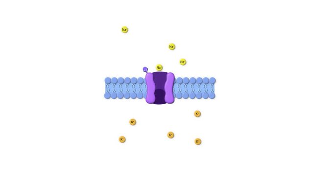 Type of Drug Receptor, ligand, cell membrane, ligand gated receptor, sodium, potassium, passage through the cell membrane