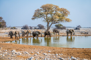 A view of elephants bathing at a waterhole in the Etosha National Park in Namibia in the dry season - obrazy, fototapety, plakaty