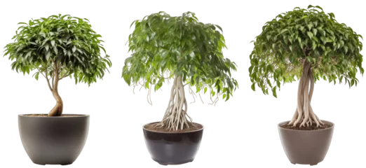 Tuinposter Large house weeping fig plant in modern pot or vase isolated on transparent background generative ai © Hixel