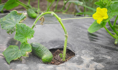 Close up picture of cucumber on patch covered with plastic mulch, selective focus. - obrazy, fototapety, plakaty