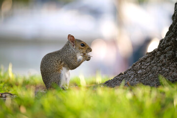Beautiful wild gray squirrel in summer town park