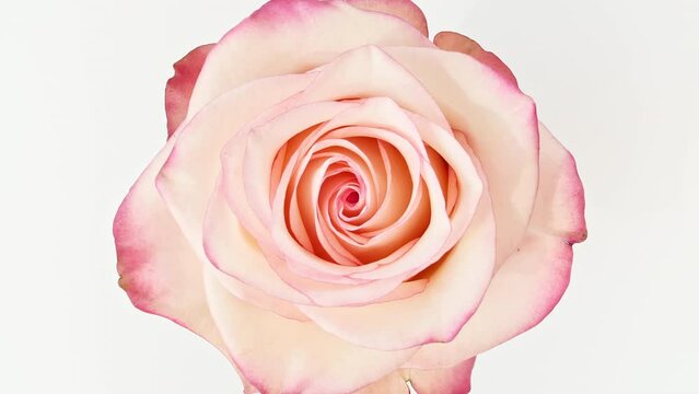 Mixed group Collage, Changing Frames of Beautiful Rose rotating on White Background. Montage of Multiple Videos. Wedding backdrop, Valentine's Day. Macro. Natural cosmetics production. 4k