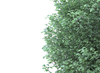 Obraz premium Various types of tree branch plants bushes shrub