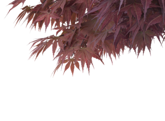 red tree maple leaves isolated