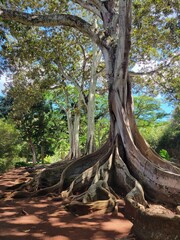 Large Fig Trees in Kauai Hawaii Botanical Garden
