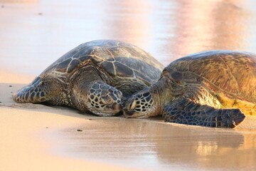 Hawaiian Green Sea Turtles on a Beach
