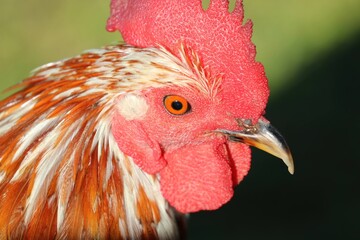 Red Jungle Fowl Rooster Chicken Bird Close-Up