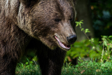 Bears on the Transfagarasan in Transylvania, Romania