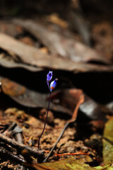 Rare and exotic flower Burmannia wallichii or Mycoheterotrophic plant 