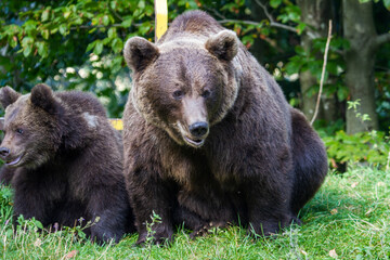 Fototapeta premium She-bear with cubs