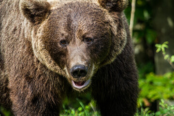 Bear in Romania