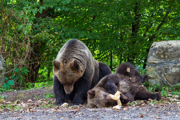 Bear family in the mountains