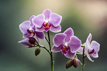 Foto auf Glas pink orchid flower © Tahira