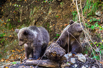 Bear family in the mountains