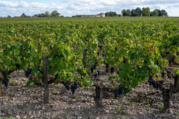 Fototapeta na wymiar Green vineyards with rows of red Cabernet Sauvignon grape variety of Haut-Medoc vineyards, Margeaux village in Bordeaux, left bank of Gironde Estuary, France, ready to harvest