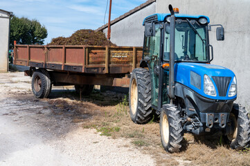 Obraz premium Harvest works in Saint-Emilion wine making region on right bank of Bordeaux, picking, sorting with hands and crushing Merlot or Cabernet Sauvignon red wine grapes, France