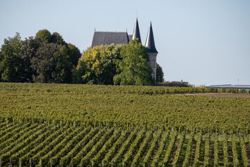 View on rows of red Cabernet Sauvignon grape variety of Haut-Medoc vineyards in Bordeaux,...