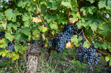 Green vineyards with rows of red Cabernet Sauvignon grape variety of Haut-Medoc vineyards in...