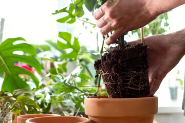 Banner  hands holding mini monstera Rhaphidophora tetrasperma sprouts to sort preparing to put in a clay flowerpot. © Irina
