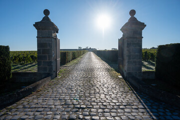Green vineyards with rows of red Cabernet Sauvignon grape variety of Haut-Medoc vineyards, Margeaux...