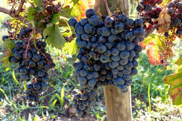 Harvest time in Saint-Emilion wine making region on right bank in Bordeaux, ripe and ready to harvest Merlot or Cabernet Sauvignon red wine grapes, France