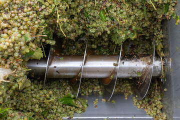 Works at distillery. Harvest time in Cognac white wine region, Charente, crushing and pressing of...