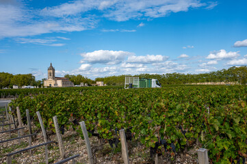 Fototapeta na wymiar Green vineyards with rows of red Cabernet Sauvignon grape variety of Haut-Medoc vineyards, Margeaux village in Bordeaux, left bank of Gironde Estuary, France, ready to harvest