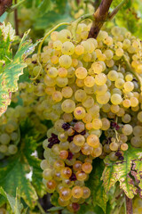 Harvest time in Cognac white wine region, Charente, ripe ready to harvest ugni blanc grape uses for...
