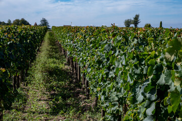 Fototapeta na wymiar Harvest time in Saint-Emilion wine making region on right bank in Bordeaux, ripe and ready to harvest Merlot or Cabernet Sauvignon red wine grapes, France