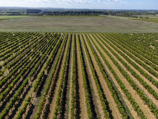 Aerial view. Harvest time in Cognac white wine region, Charente, ripe ready to harvest ugni blanc...