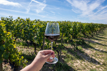 Wine tasting and rows of Merlot red grapes in Saint-Emilion wine making region in Pomerol,  right...