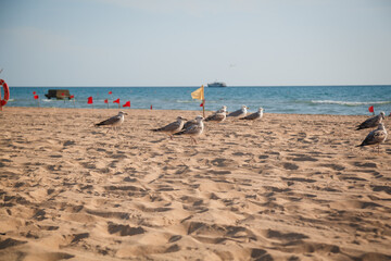 beach sea sand and recreation nature beautiful birds and chucks flying people models
