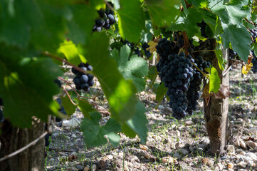 Green vineyards with rows of red Cabernet Sauvignon grape variety of Haut-Medoc vineyards, Margeaux...