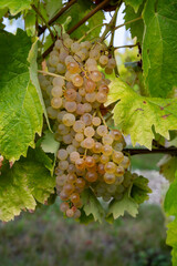 Harvest time in Cognac white wine region, Charente, ripe ready to harvest ugni blanc grape uses for...