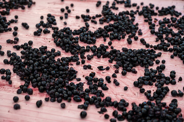Harvest works in Pauillac, Haut-Medoc wine making region of Bordeaux, picking, sorting with hands,...