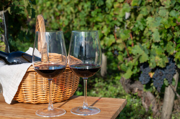 Tasting of Bordeaux blended red wine on green vineyards with rows of red Cabernet Sauvignon grape...