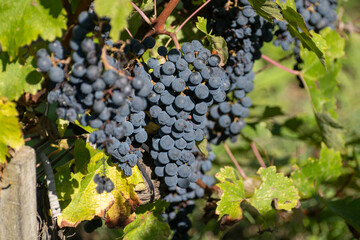 Green vineyards with rows of red Cabernet Sauvignon grape variety of Haut-Medoc vineyards in...