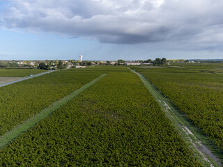 Aerial view on left bank of Gironde Estuary with green vineyards with red Cabernet Sauvignon grape...