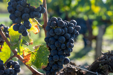 Harvest time in Saint-Emilion wine making region on right bank in Bordeaux, ripe and ready to...