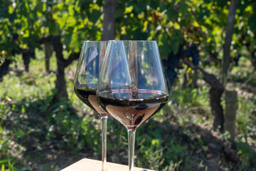 Wine tasting and rows of Merlot red grapes in Saint-Emilion wine making region in Pomerol,  right...