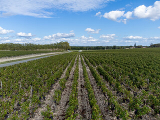 Fototapeta na wymiar Aerial view on left bank of Gironde Estuary with green vineyards with red Cabernet Sauvignon grape variety of famous Haut-Medoc red wine making region in Bordeaux, France