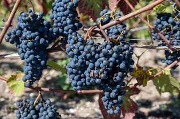 Green vineyards with rows of red Cabernet Sauvignon grape variety of Haut-Medoc vineyards in Bordeaux, Pauillac, left bank of Gironde Estuary, France, ready to harvest