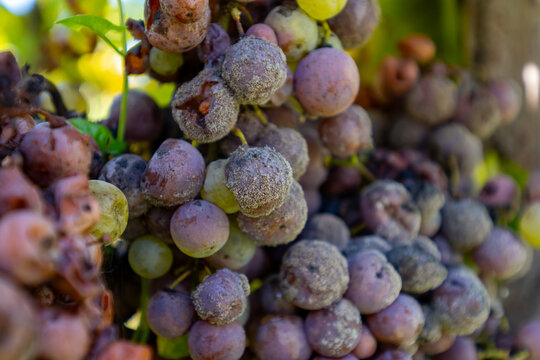 Ripe ready to harvest Semillon white grape on Sauternes vineyards in Barsac village affected by Botrytis cinerea noble rot, making of sweet dessert Sauternes wines in Bordeaux, France