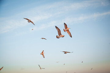 beach sea sand and recreation nature beautiful birds and chucks flying people models