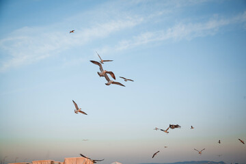 flock of birds