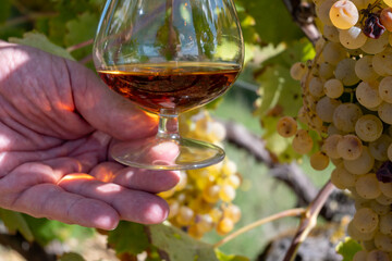 Tasting of Cognac strong alcohol drink in Cognac region, Charente with rows of ripe ready to...