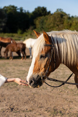 Unknown rider girl feeding gentle horse with melone snacks. Girl hand feeding by melone and caressing muzzle of a horse. Relationship with horse. 