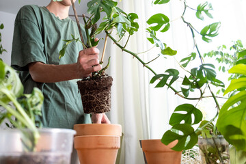 A young man holding mini monstera Rhaphidophora tetrasperma sprouts to sort preparing to put in a...