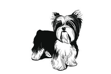 Gentle Biewer Soul: A Vector Illustration of a Serene Biewer Terrier Dog
